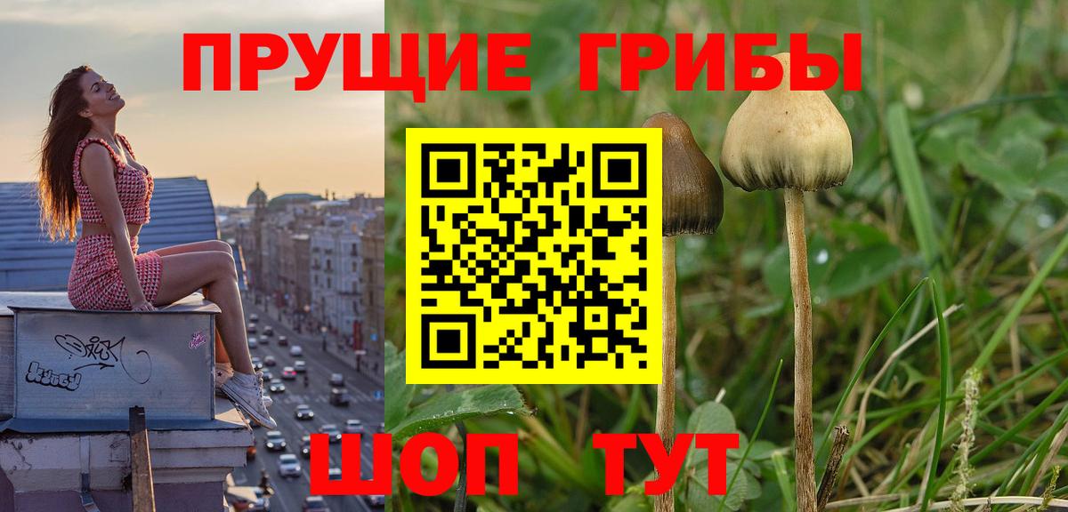 Псилоцибиновые грибы мицелий Киров
