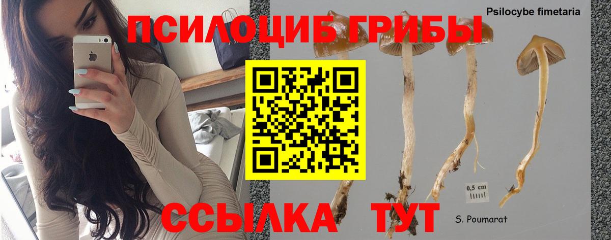 Киров  Галлюциногенные грибы мицелий  Вход с VPN 